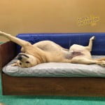 Rosco is the best at lounging on our daycare couch