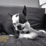 Roxy loving her Kong toy