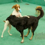 Ruby the Britney playing with Shanna.