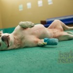 Sadie had to get a small growth removed from between her toes, she couldn't play at her usual 1000% :(