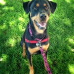 Sadie Lady the Rottie