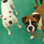 Sadie the Pitbull and Aries the Boxer