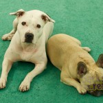 Sadie the Pitbull and Sophie the French Bulldog