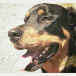 Sadie the Rottie in the summer heat.