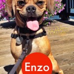 Smiling Enzo the Puggle