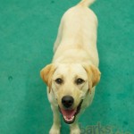 Smiling Ivy wants to do stuff!