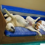 Snooze time for Rosco and Ruby.