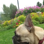 Sophie loving the park