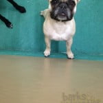 Sophie the French Bulldog peering upwards at me