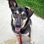 Sweet Una and her one ear standing high.