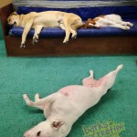 The afternoon sleep crew.