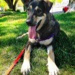 Una taking a break on her walk.