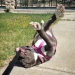 Upside down Gucci the Pitbull having a fun time at the park.
