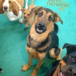 Waffles, Penny, Evo, and Roro.