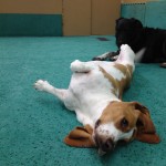 Waffles taking a bit of a break :).