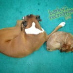 Aries and Penny napping together