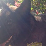 Bear in the sunshine
