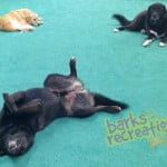 Bear, Marley, and Hutch