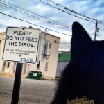 Dax watching the pigeons
