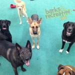 Bear, Sophie, Marley, Lily, Hutch and Aries head