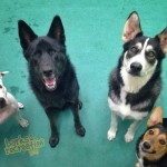 Fabulous Four: Sadie, Dax, Bailey, and Maddie