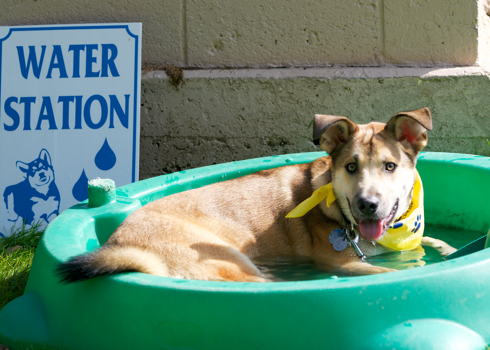2013 Trail Regional BC SPCA Paws for a Cause Event Photos (107 photos)