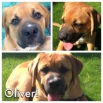 New puppy Oliver