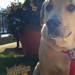 Rosco