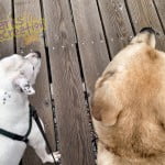 Sadie the Pitbull and Rosco on the dock