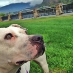 Sadie the pitbull looking pretty