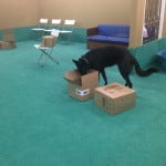 Scent Games class: Frankie using her nose to find treats.