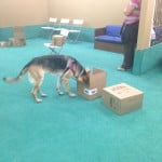 Scent Games class: Lily using her nose to find treats.