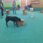Scent Games class: Raven using her nose to find treats.