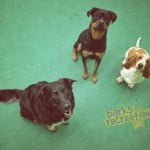 Shanna, Roro, and Waffles