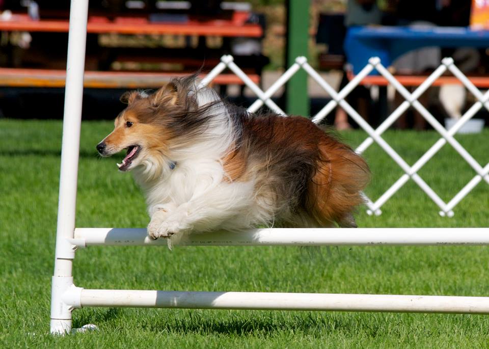 2013 Trail Regional BC SPCA Paws for a Cause Event Video