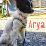 Arya