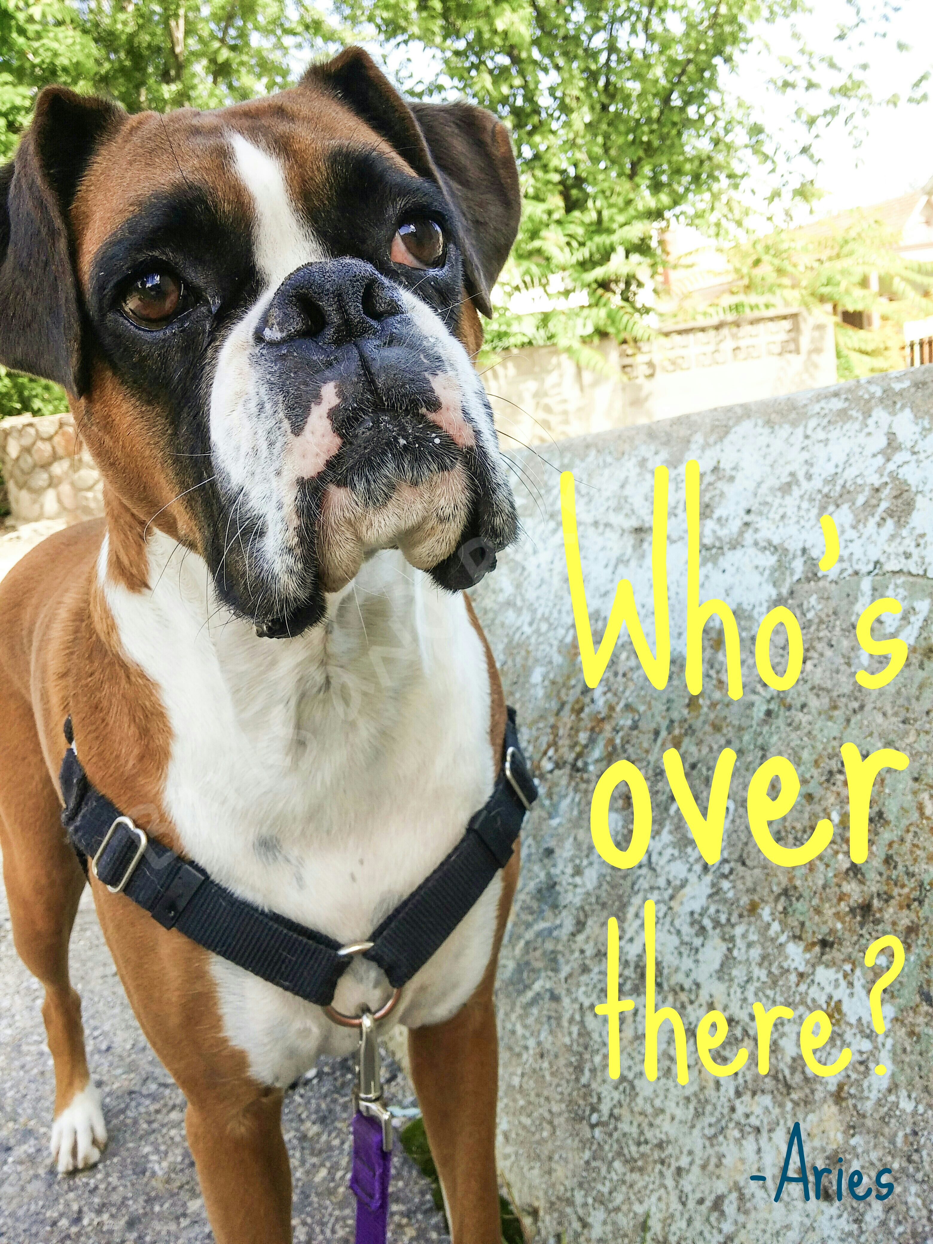 What is Aries looking at?