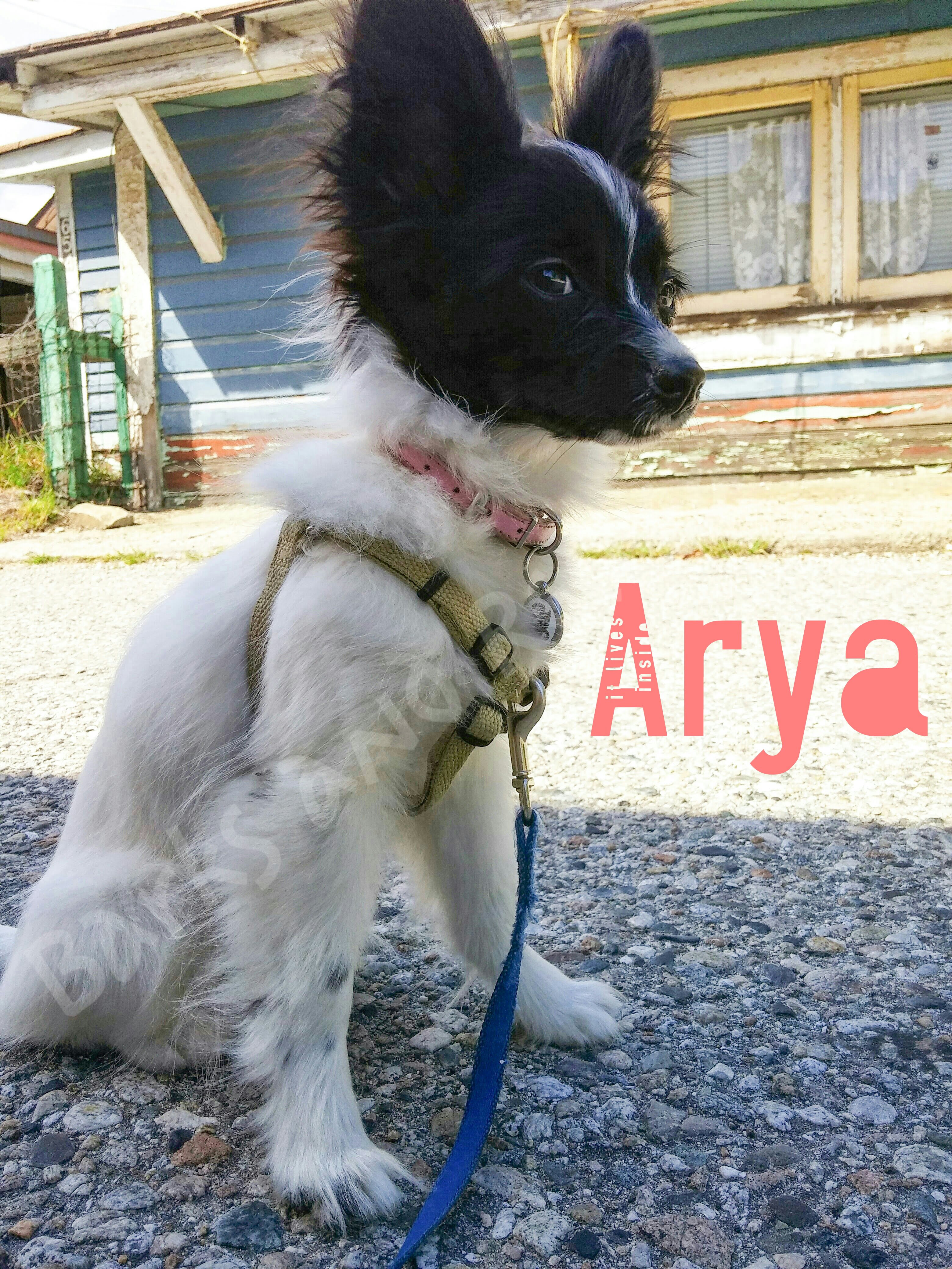 Arya out for a walk in the nice Sept. Weather.