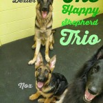 Happy Shepherd Trio