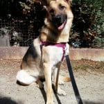 Lily the German Shepherd