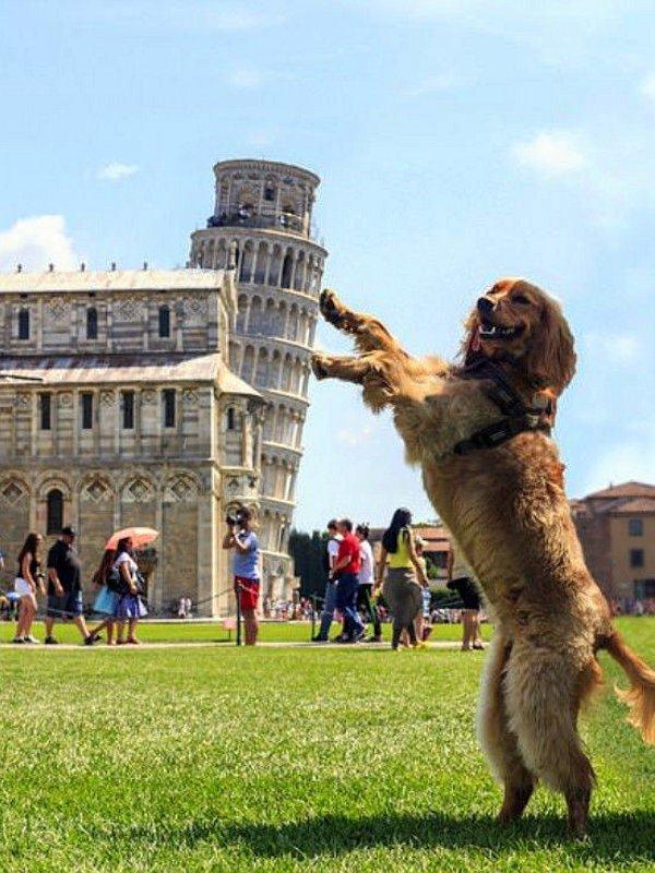 Leaning Tower of Dogsa