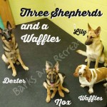 Three Shepherds and a Waffles