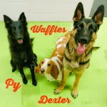 Waffles, Py, and Dexter