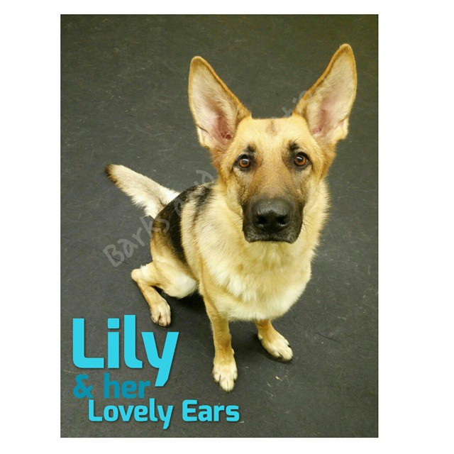 BarksnRec in Trail, BC Instagram Photo: Lily is happy to be back so she can play and stamp in the daycare.