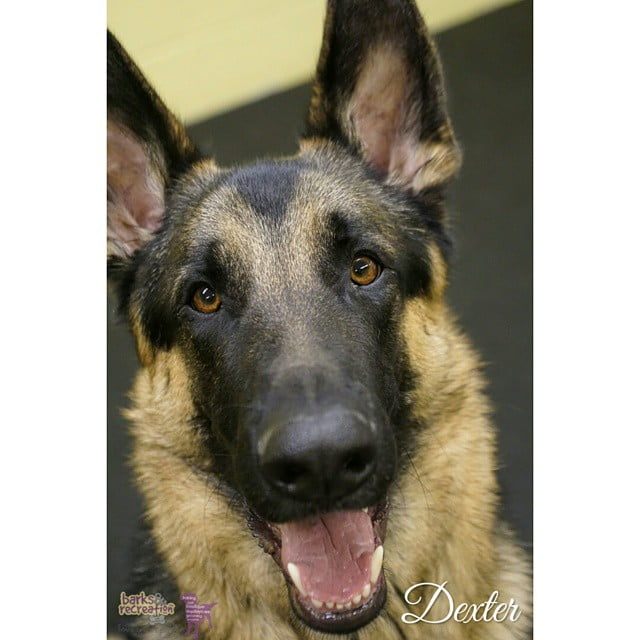 BarksnRec in Trail, BC New Instagram Photo: Dexter! #barksnrec