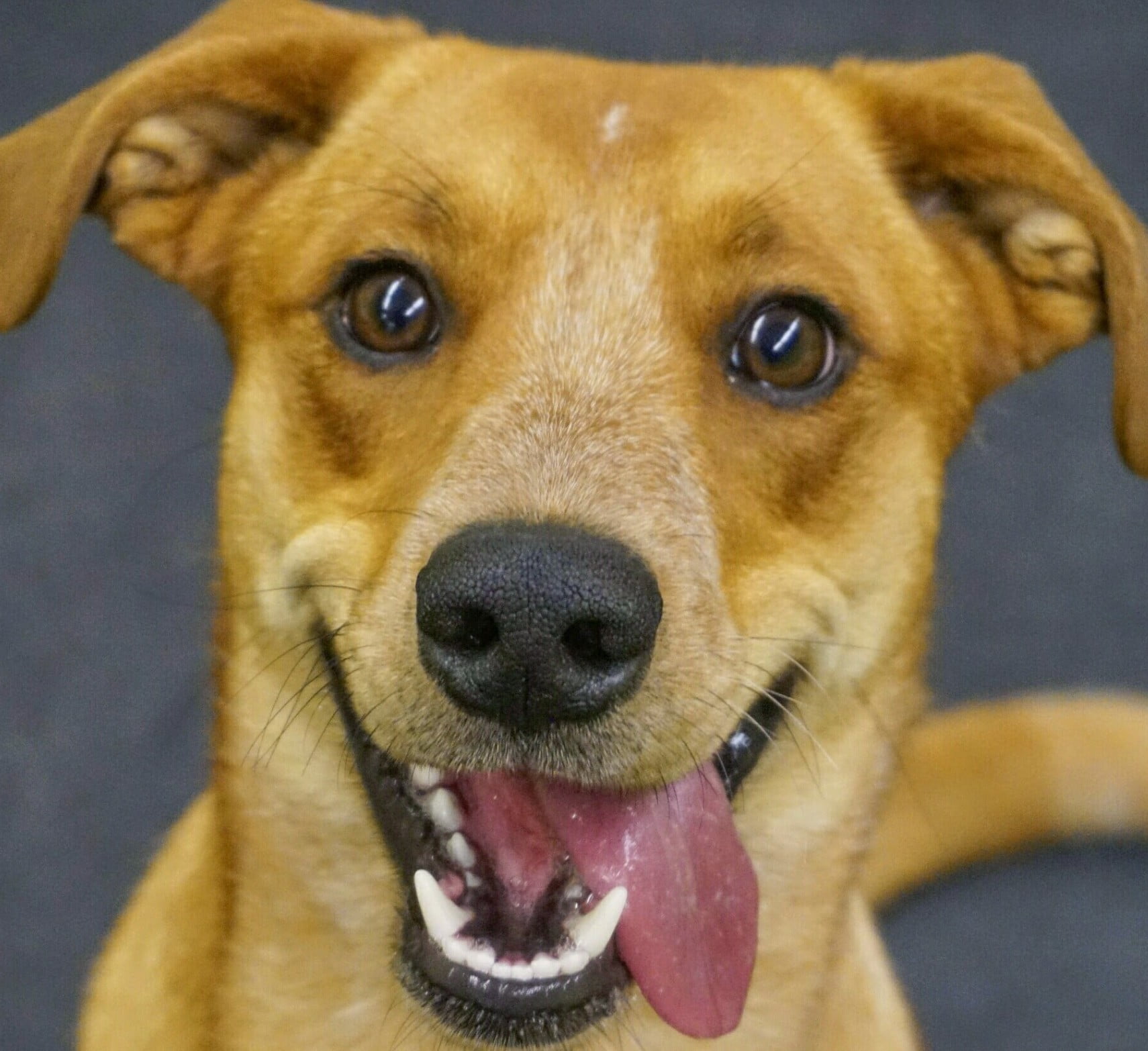 BarksnRec in Trail, BC New Instagram Photo: Kira