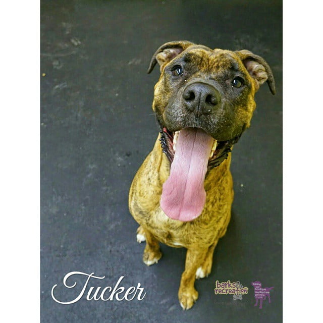 BarksnRec in Trail, BC New Instagram Photo: Tongue!…I mean Tucker!! This happy-go-lucky guy LOVES his Thursdays at #barksnrec