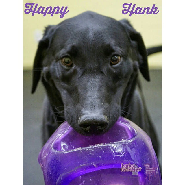BarksnRec in Trail, BC New Instagram Photo: Happy Hank having a super time. #barksnrec