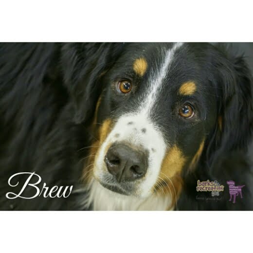 BarksnRec Instagram Photo: Brew is a Bernese Mountain Dog…
