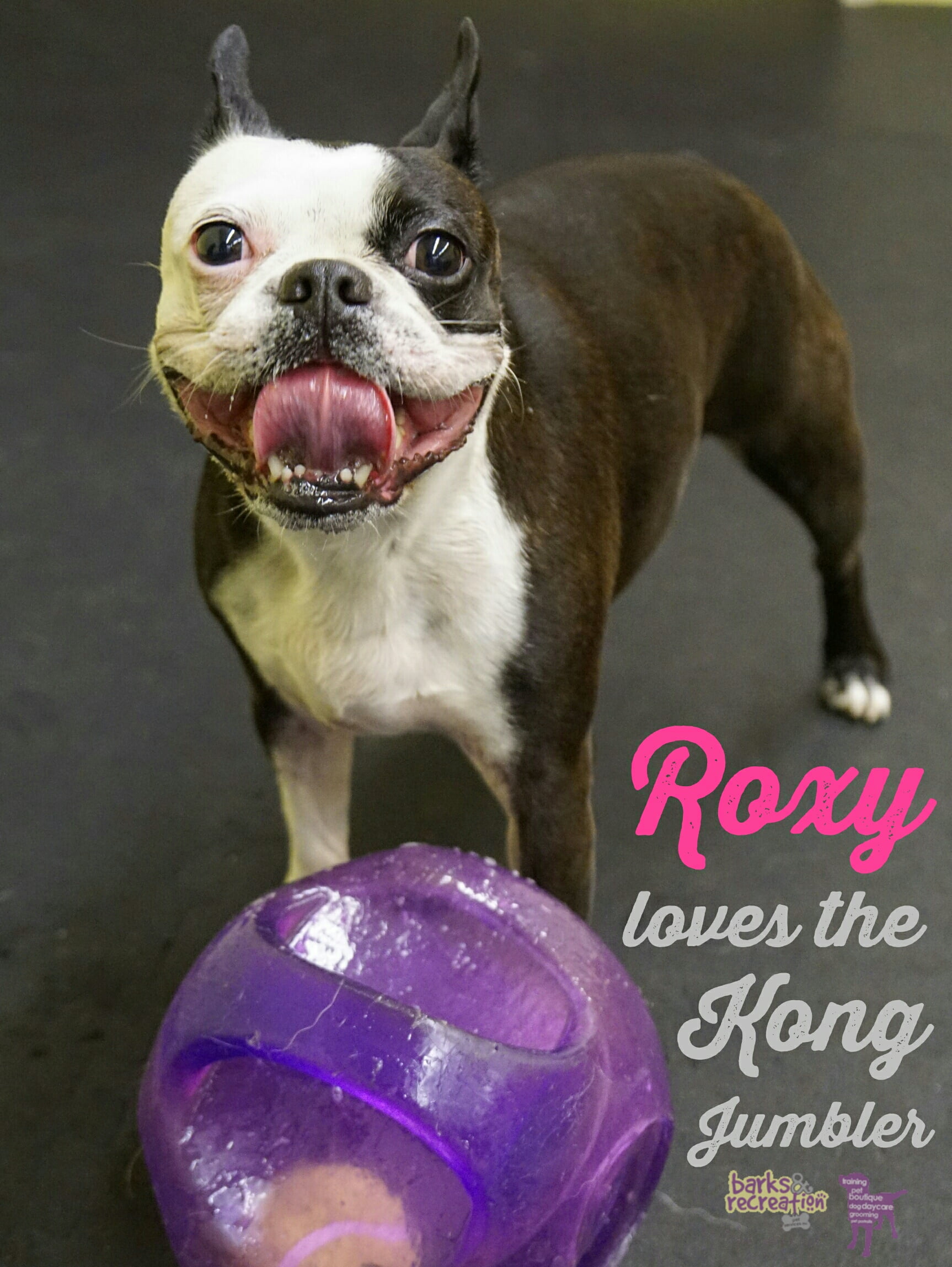 BarksnRec in Trail, BC New Instagram Photo: Roxy was here today to keep the rest of the troops busy and to chew veraciously on the Kong Jumbler toy. #barksnrec